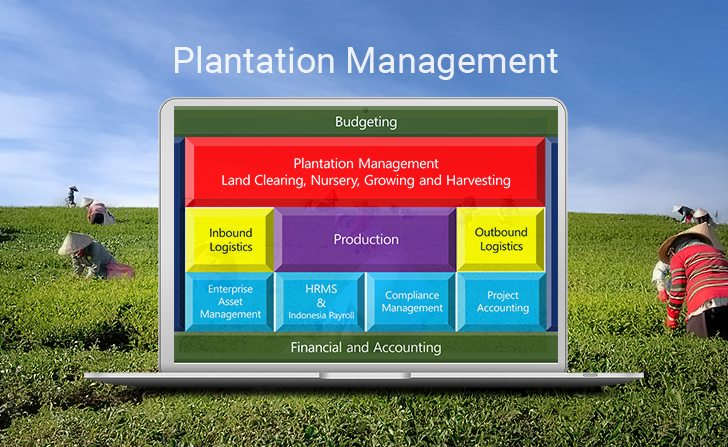 PLANTATION & HARVESTING